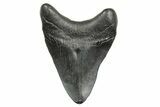 Fossil Megalodon Tooth - South Carolina #368401-1